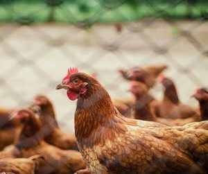 Profitability of Poultry Farming in Nigeria