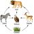 Differences Between Food Chain and Food Web