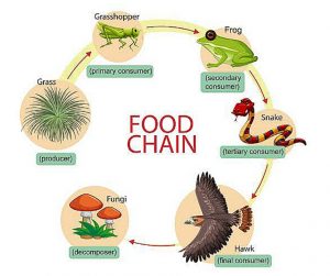 What is the difference between food chains and food webs