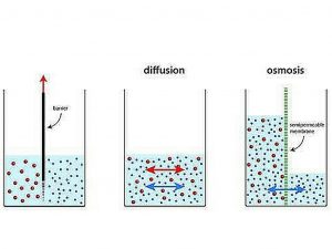 Whats the difference between osmosis and diffusion