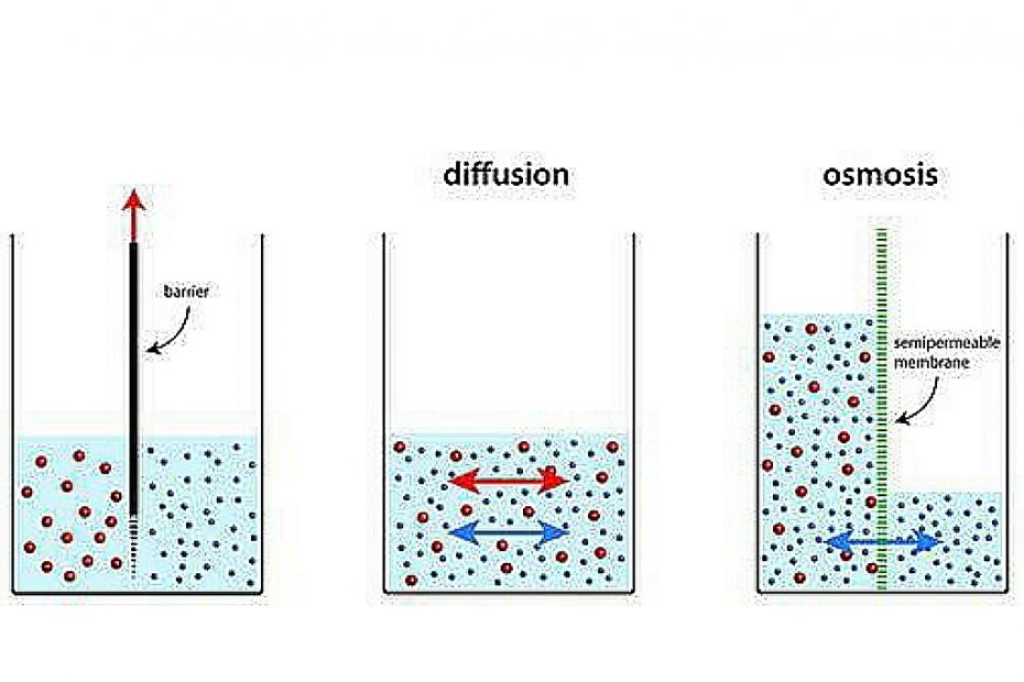 Whats the difference between osmosis and diffusion