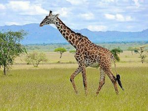 Which animal is tallest animal in the world
