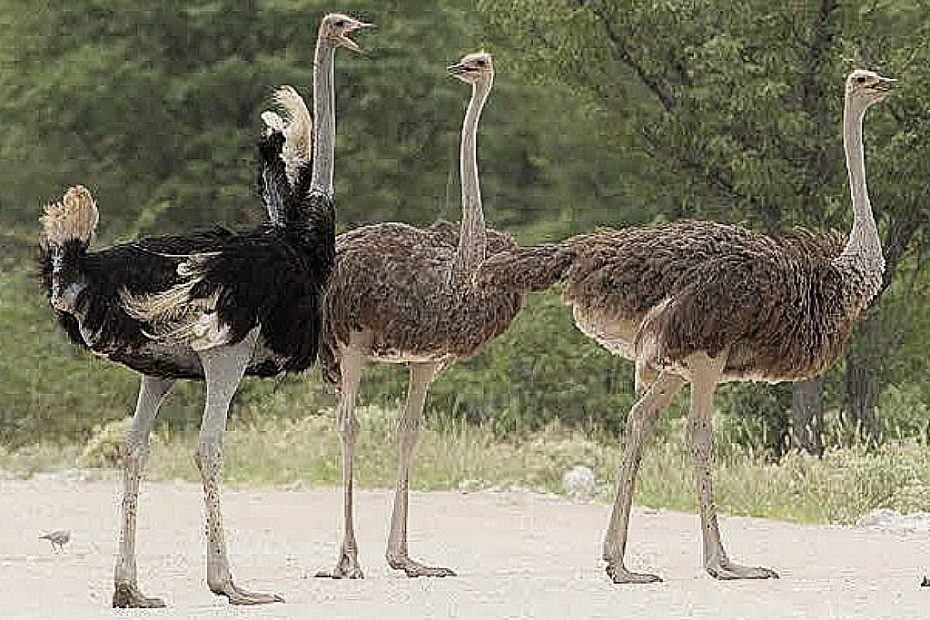 Tallest Animals In The World and their Heights (With Pictures): Top 10