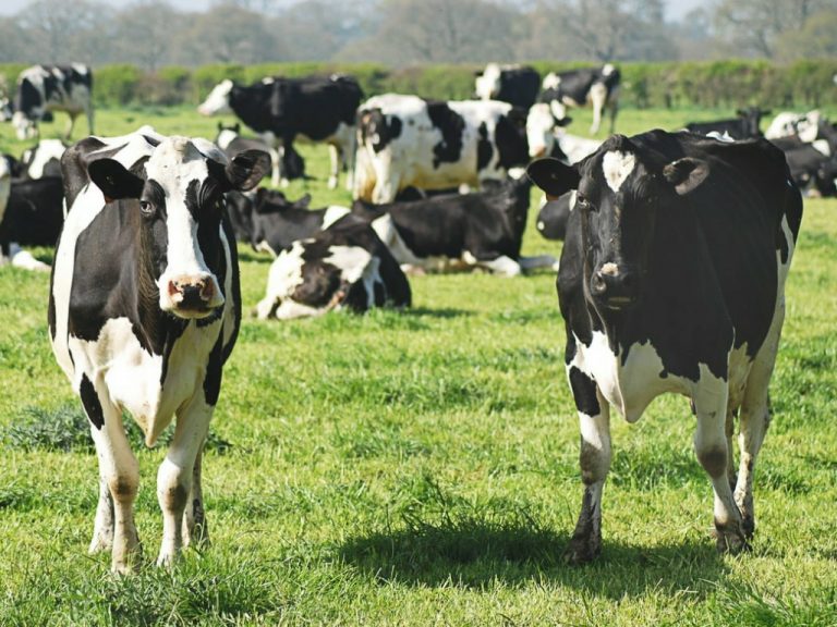 How Much Is Cow in Nigeria Currently? Prices of Cows 2022 Bscholarly