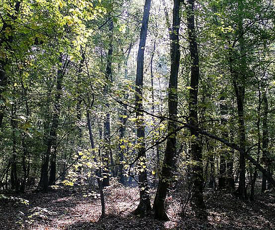 Danger forest. Опасный лес.