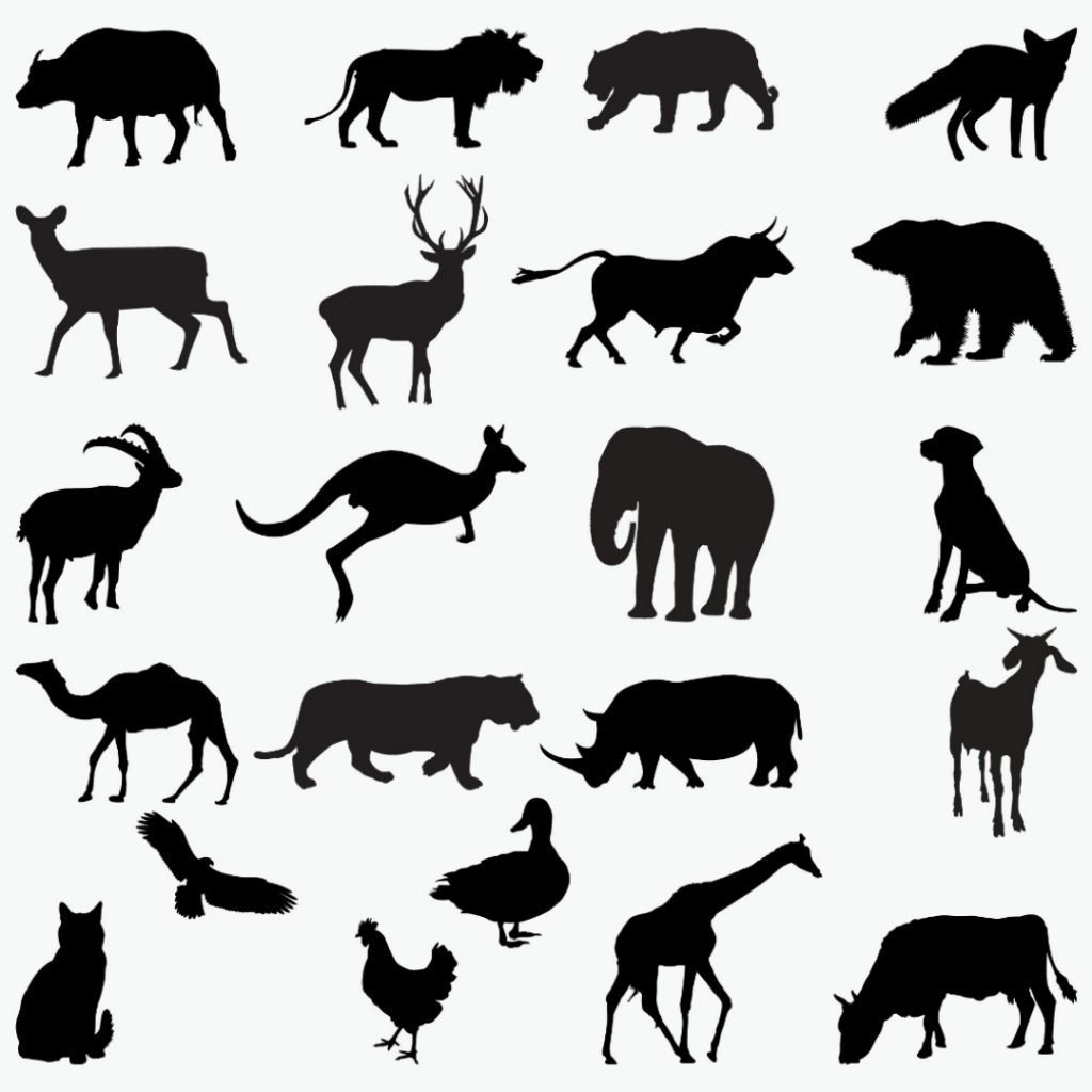 Differences Between Herbivores And Carnivores - Bscholarly