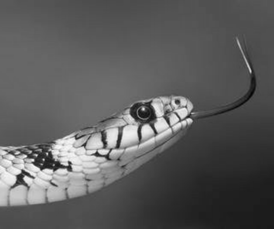 What It Means To See Snake In Dream Meaning And Interpretation   What Is The Biblical Meaning Of Snakes In A Dream  