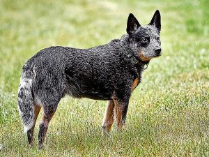 what are the top 10 most intelligent dog breeds