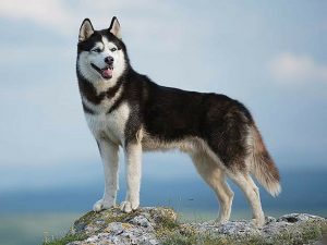 Most Beautiful And Rare Dog Breeds Of All Time