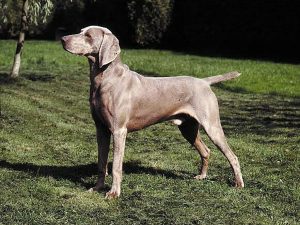 Most Beautiful Dog Breeds In the world