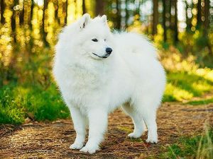 whats the most beautiful dog breed