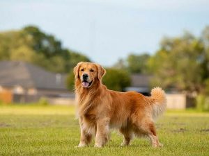 Most colorful dog breeds