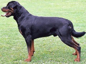 Smartest Dogs in the World 2022