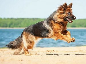 What are the smartest dog breeds? 