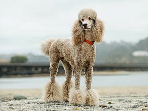 are scottish deerhound the most intelligent dogs