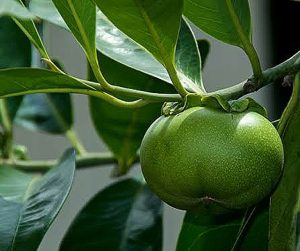 What plant can kill you instantly