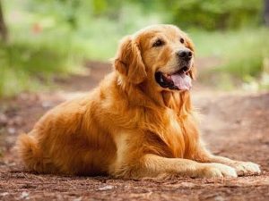 smartest Dog Breeds, According to a Canine Psychologist