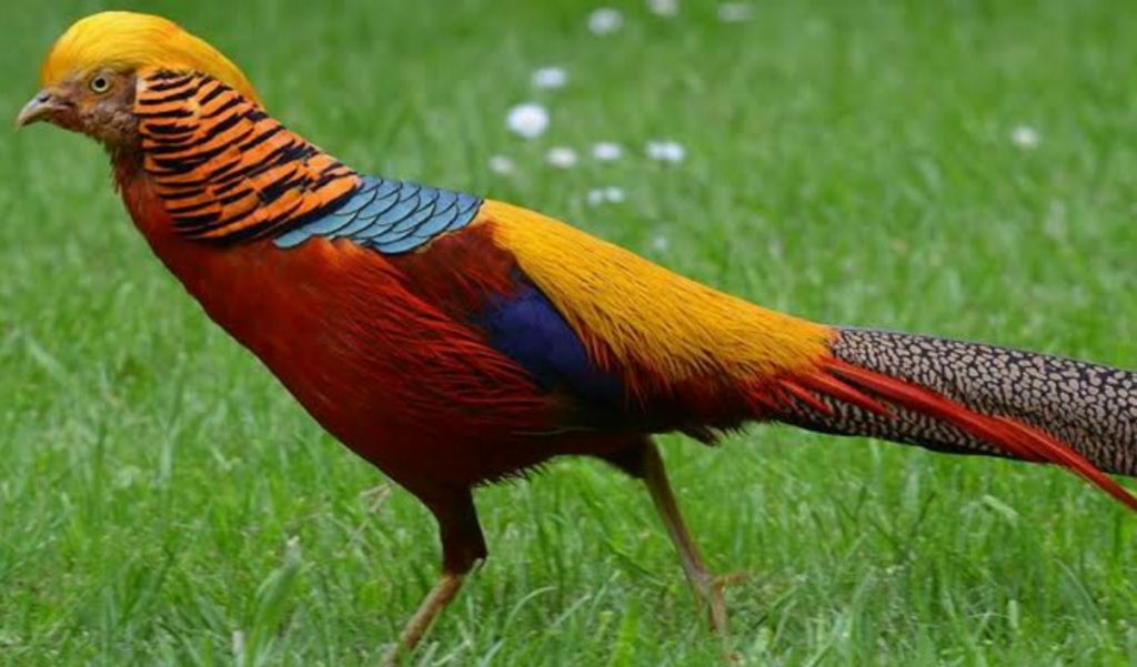 Most Beautiful Birds In the World (With Pictures): Top 14