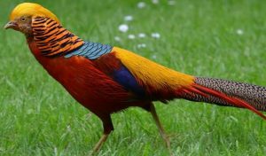 Extraordinarily Beautiful Birds You Might Not Have Heard About