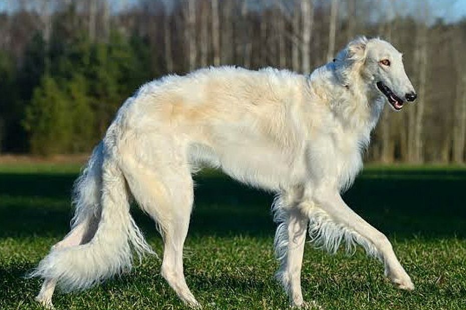 Fastest Dog Breeds In The World (With Pictures): Top 10