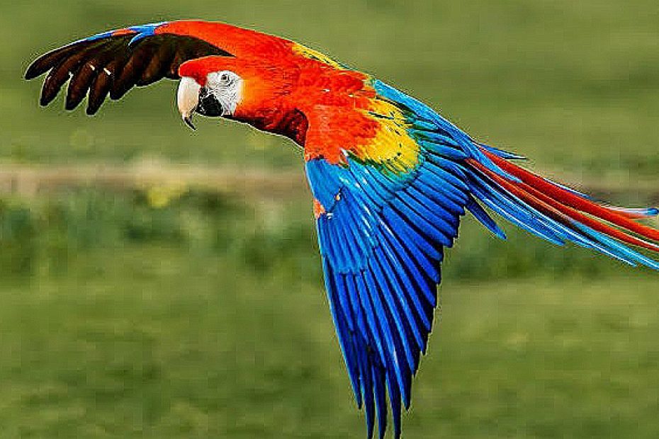 Most Beautiful Birds In the World (With Pictures): Top 10 - Bscholarly