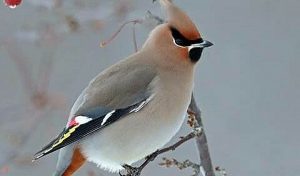 Most Beautiful Birds on Planet Earth