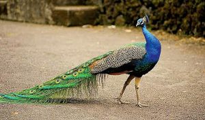 Top 10 Most Beautiful Birds In The World