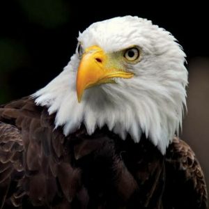 Is the bald eagle the strongest bird? - Quora