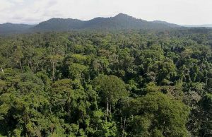Which is the first largest forest in the world