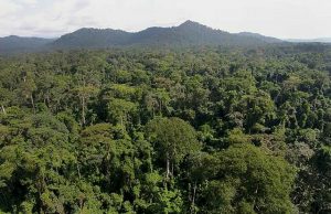 Largest Forests In The World (With Pictures): Top 10 Biggest