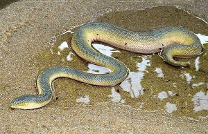 Which snake kills fastest?