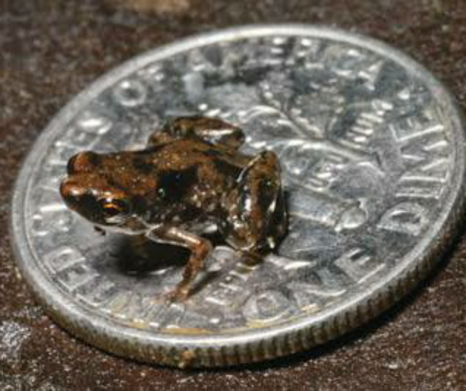 Smallest Animals In The World (With Pictures): Top 14 - Bscholarly