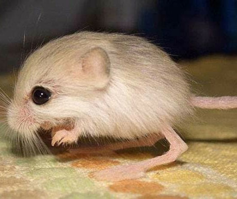 Smallest Animals In The World (With Pictures): Top 14 - Bscholarly