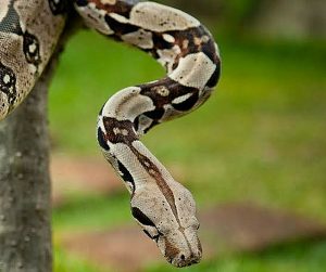 Picture of the largest snake in the world