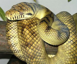 What is the longest snake ever recorded? 