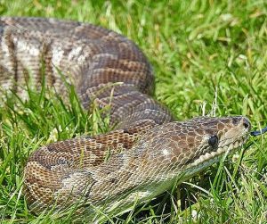 What is the longest snake in Africa? 