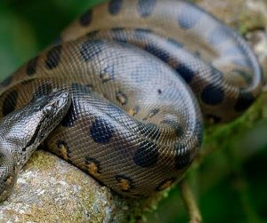 Longest Snakes in The World