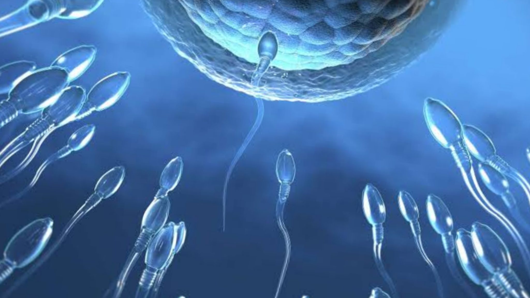 explain the development of zygote into foetus