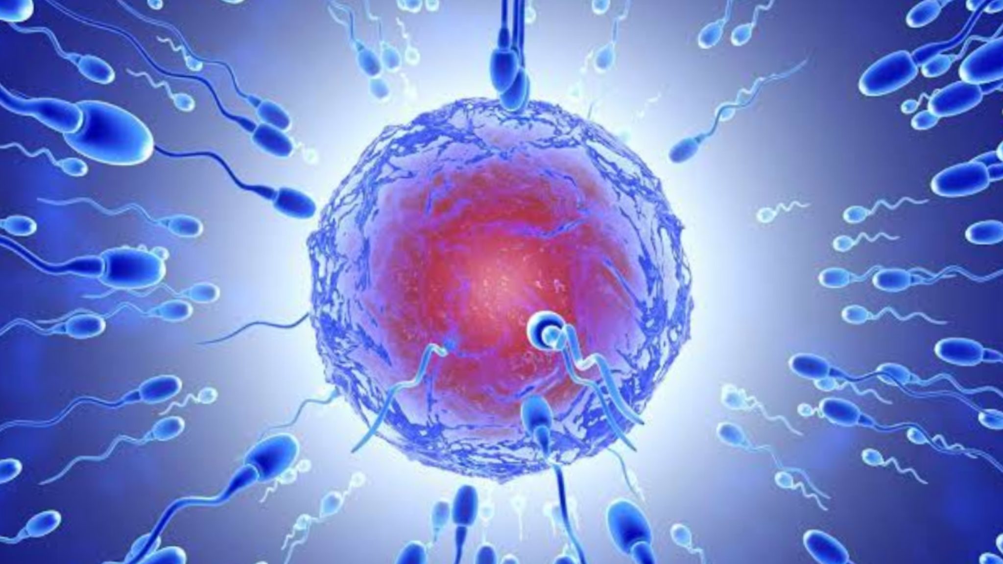 10 Differences Between A Zygote And Foetus - Bscholarly