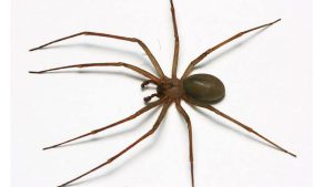 All About Poisonous Spiders