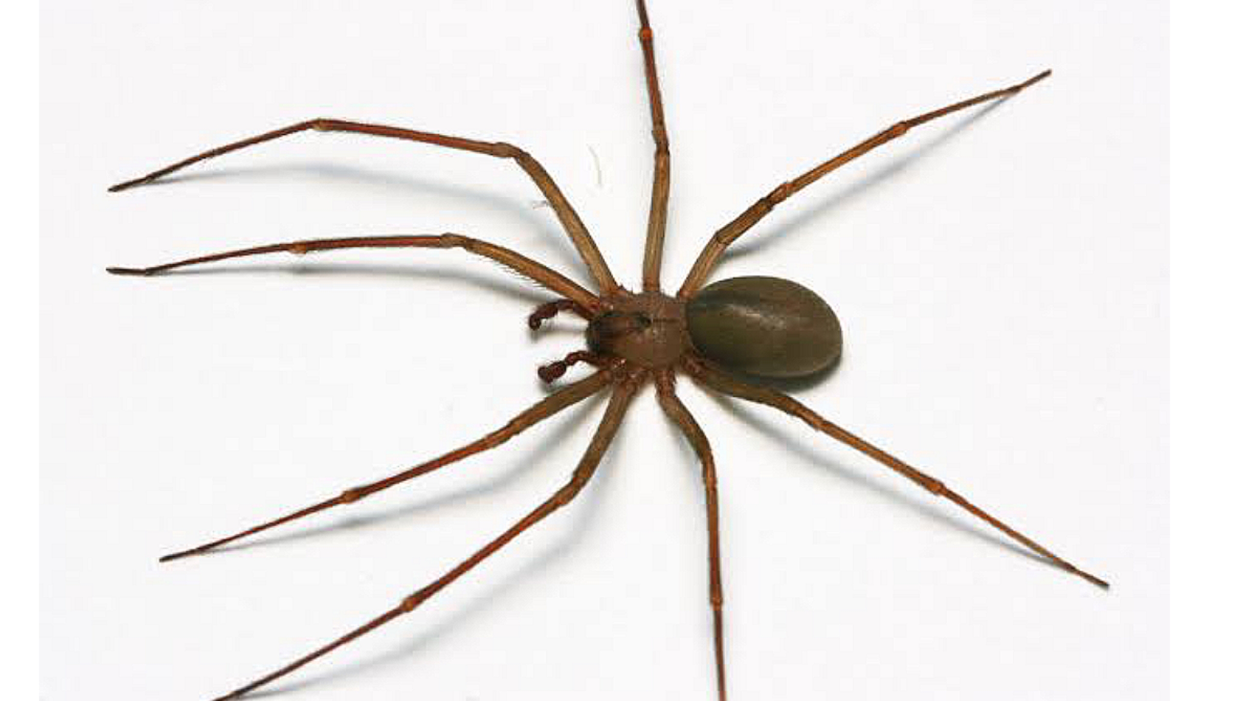 Most Dangerous Spiders In The World (With Pictures): Top 10 - Bscholarly