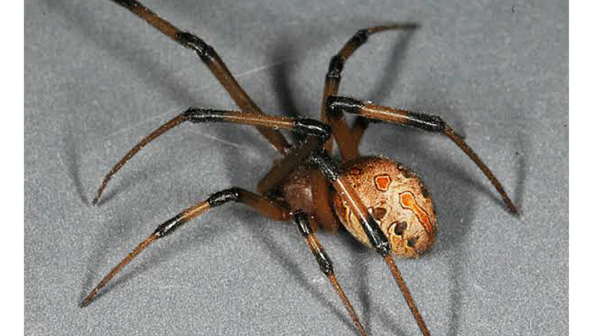 Ложная вдова. Черная вдова паук. Ложная чёрная вдова паук. Чёрная вдова паук коричневый. Коричневый паук-вдова (Latrodectus geometricus).