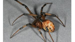 Biggest spider in the world