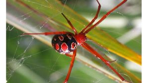 Brazilian wandering spider bite