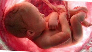 Разница между зиготой и эмбрионом