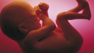Различия между зиготой, эмбрионом и плодом