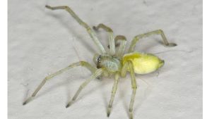 Most dangerous spiders in the world