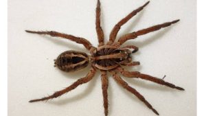 Самые смертоносные пауки в мире