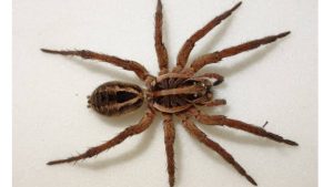 The World's Deadliest Spiders