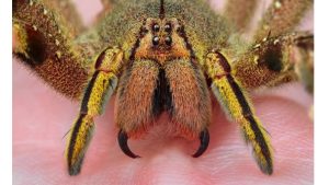 The world's most dangerous spiders